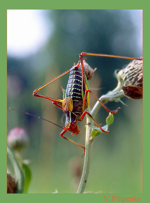 Подмосковный франт Несекомые Кузнечик пилохвост Leptophyes punctatissima(?)