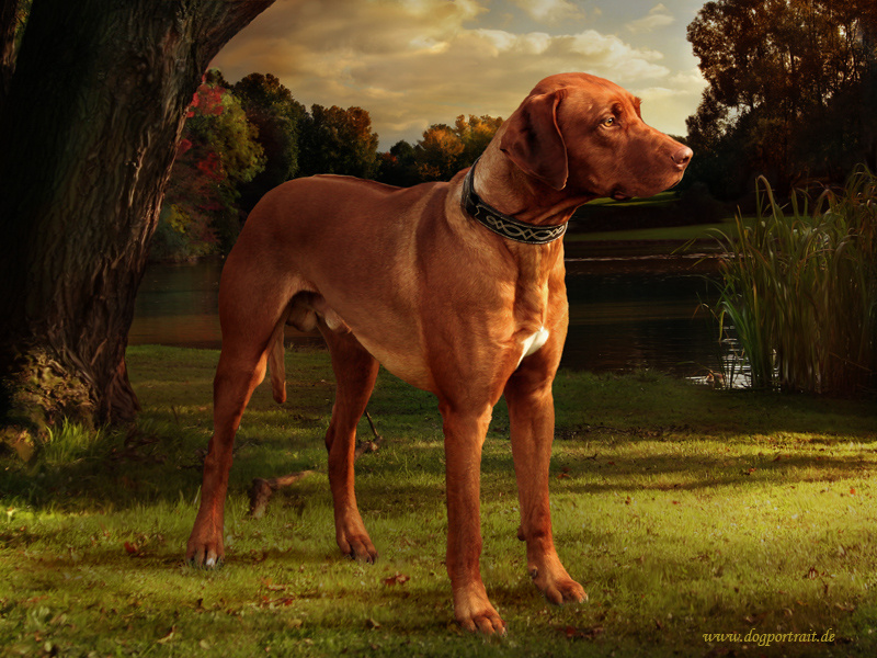 Ridgeback в лучах заката :) Ridgeback