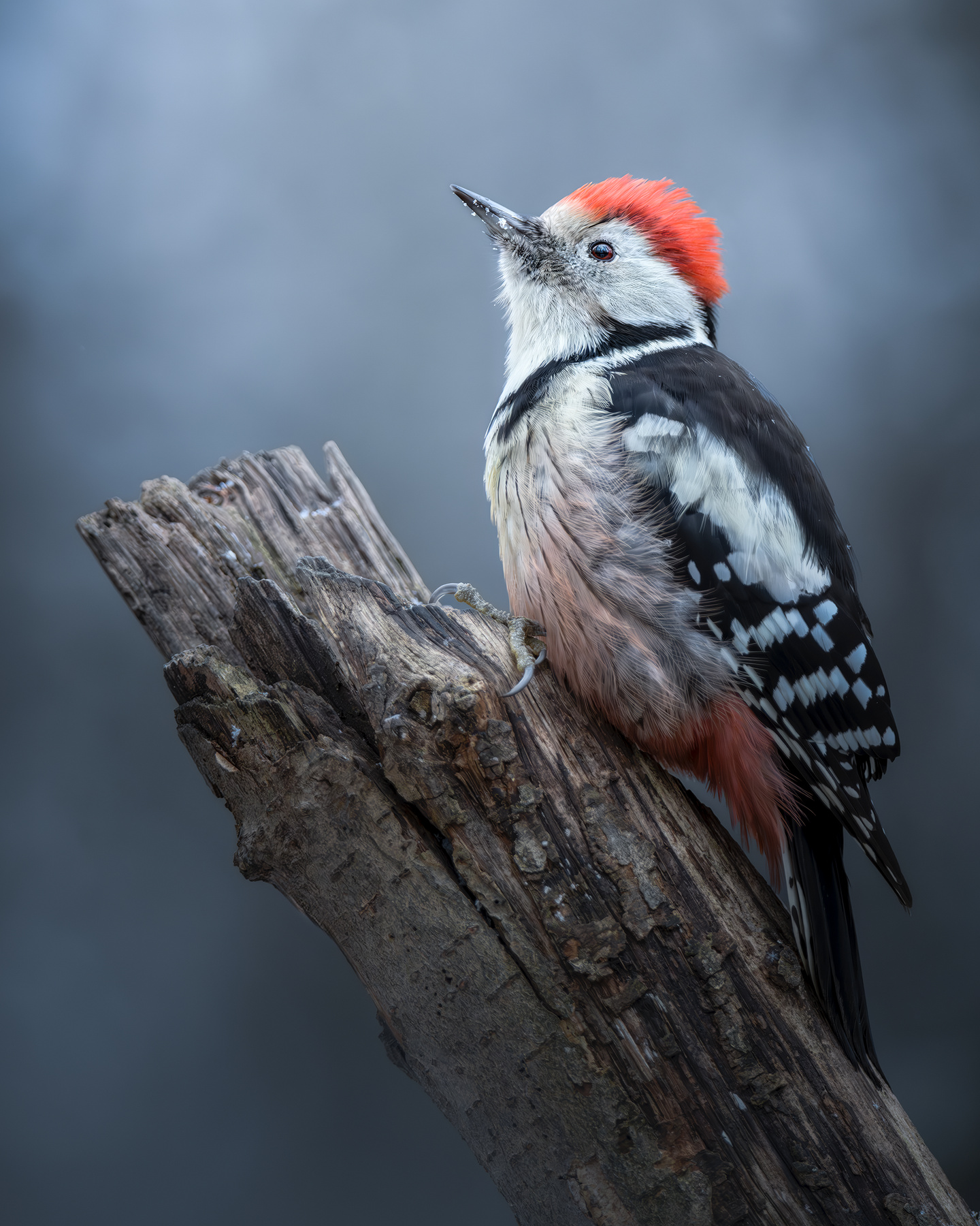 Средний пёстрый дятел (Dendrocopos medius) 