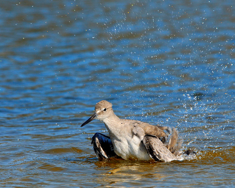 Жарко Перепончатопалый улит, Catoptrophorus semipalma, Лагуна Малибу, Willet, Malibu Lagoon, California