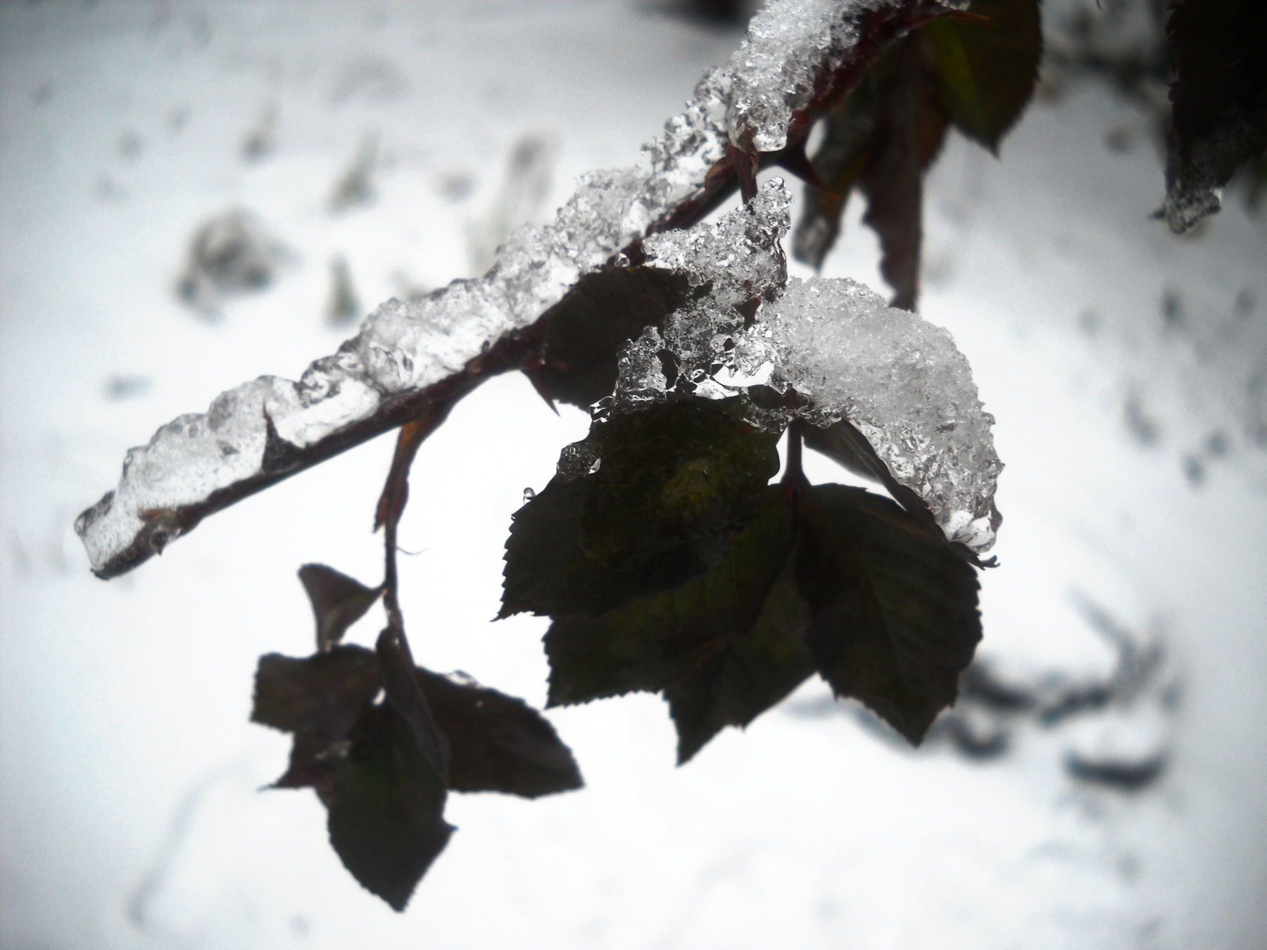 ***Rose under Ice rose ice winter
