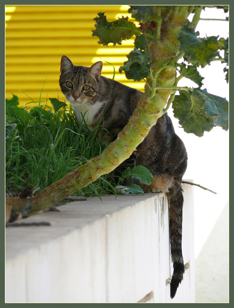 Геометрия Кот, кошка, котофота