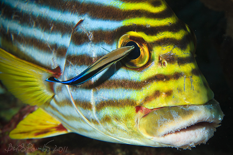 Рыбы тоже иногда болеют... :( oriental sweetlip  cleaner wrasse губан чистильщик восточный сладкогуб Maldive Мальдивы anion