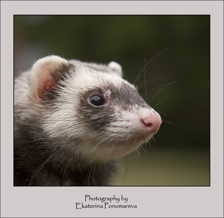 Honey portrait honey ferit animal portrait