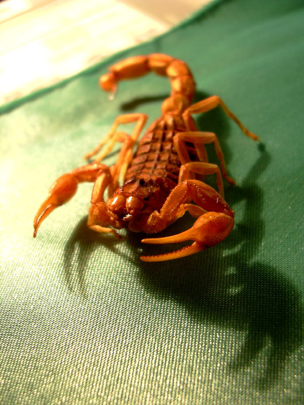 Во власти Скорпиона (the Scorpio meets someone somewhere) скорпион страх смерть власть