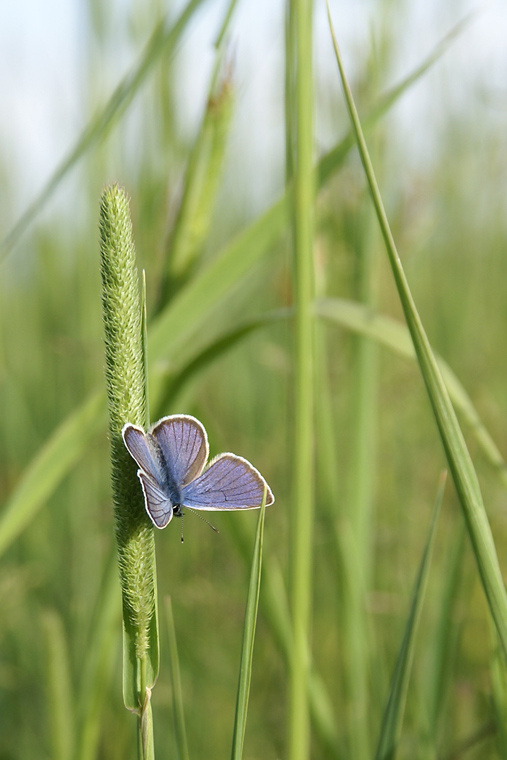 summer лето трава мотылек