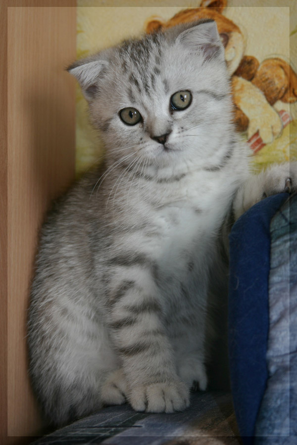 Скромный вислоухий котенок