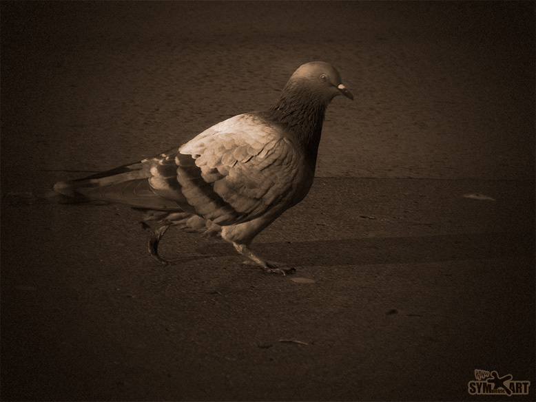 Dove 