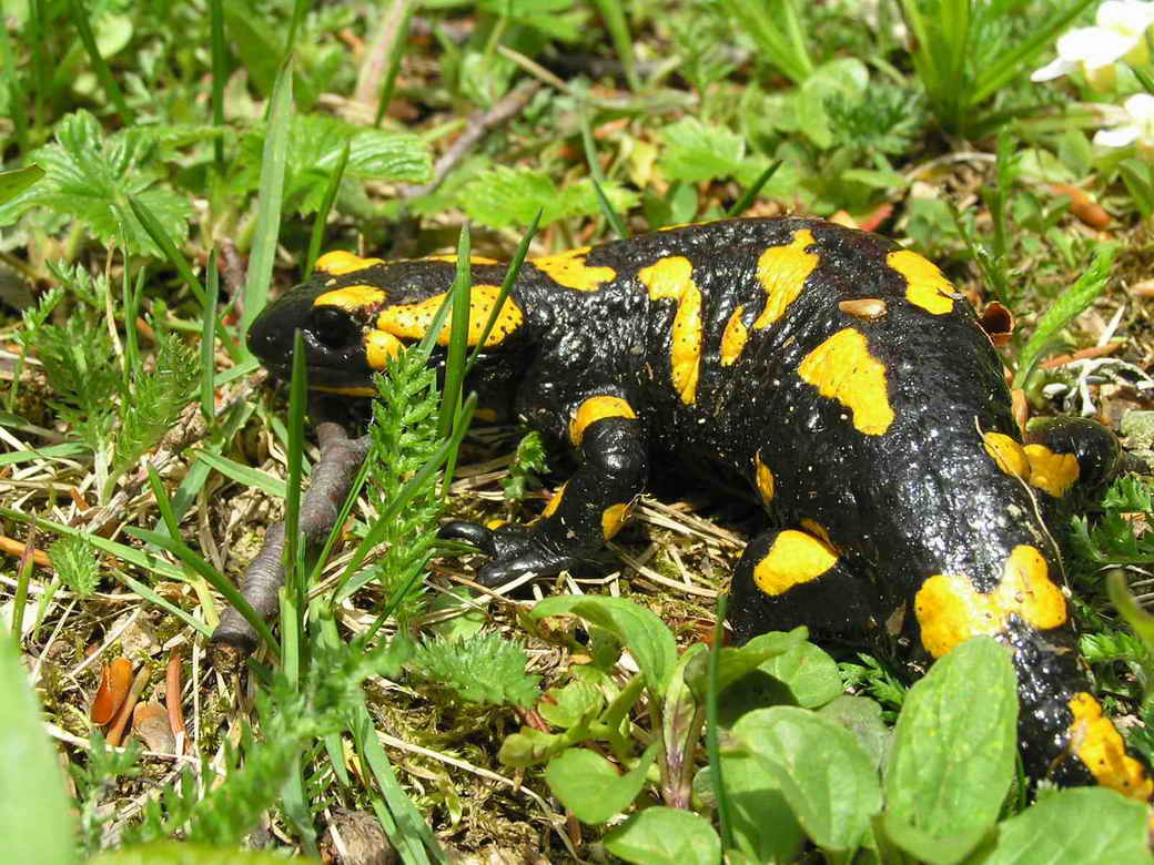 SALAMANDRA Salamandra
