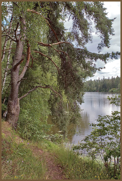 Тропа рыболова речка природа берег сосна