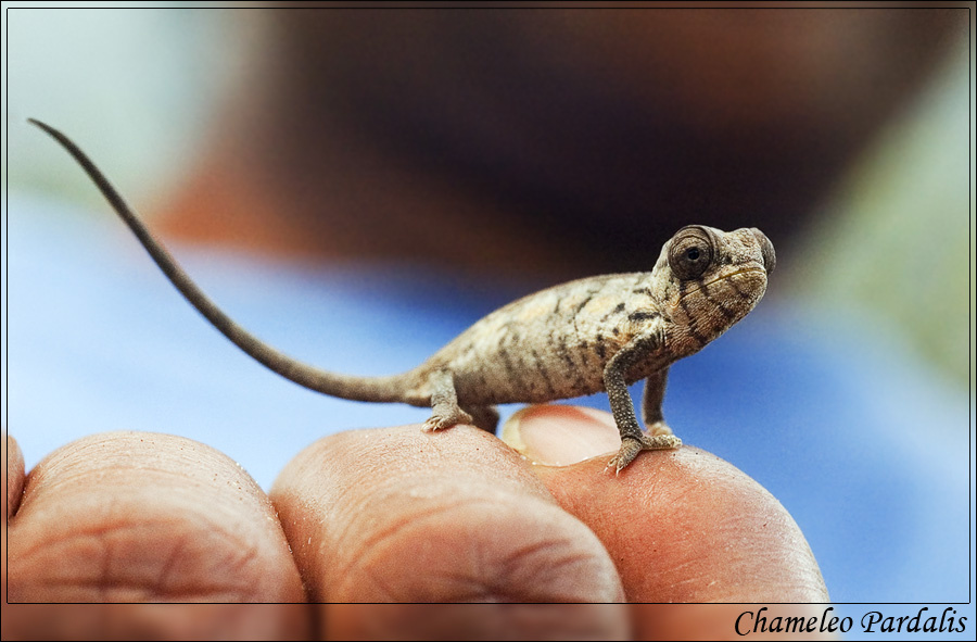  :(   Пантеровый хамелеон. Пантеровый хамелеон, Мадагаскар, Chameleo Pardalis, Madagascar, :(