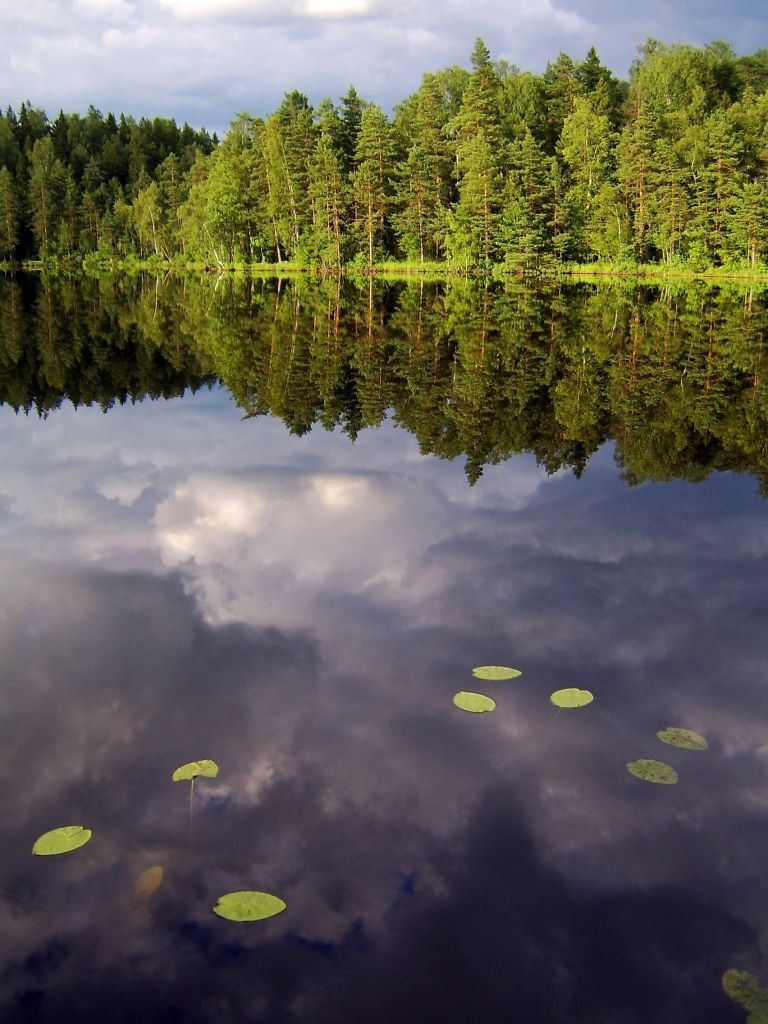 Отражение вода, озеро, лес, кувшинки, отражение, небо, облака