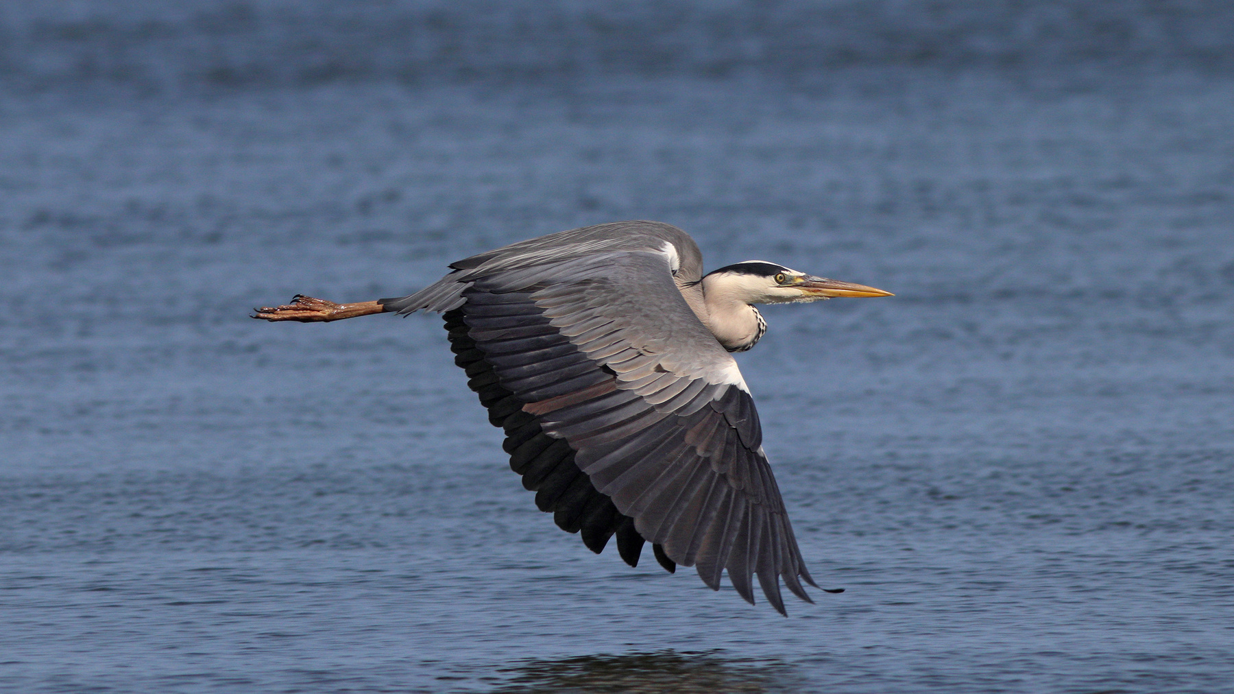 По своим делам Серая цапля Цапля Ardea cinerea Grey heron Heron Куршская коса Куршский залив