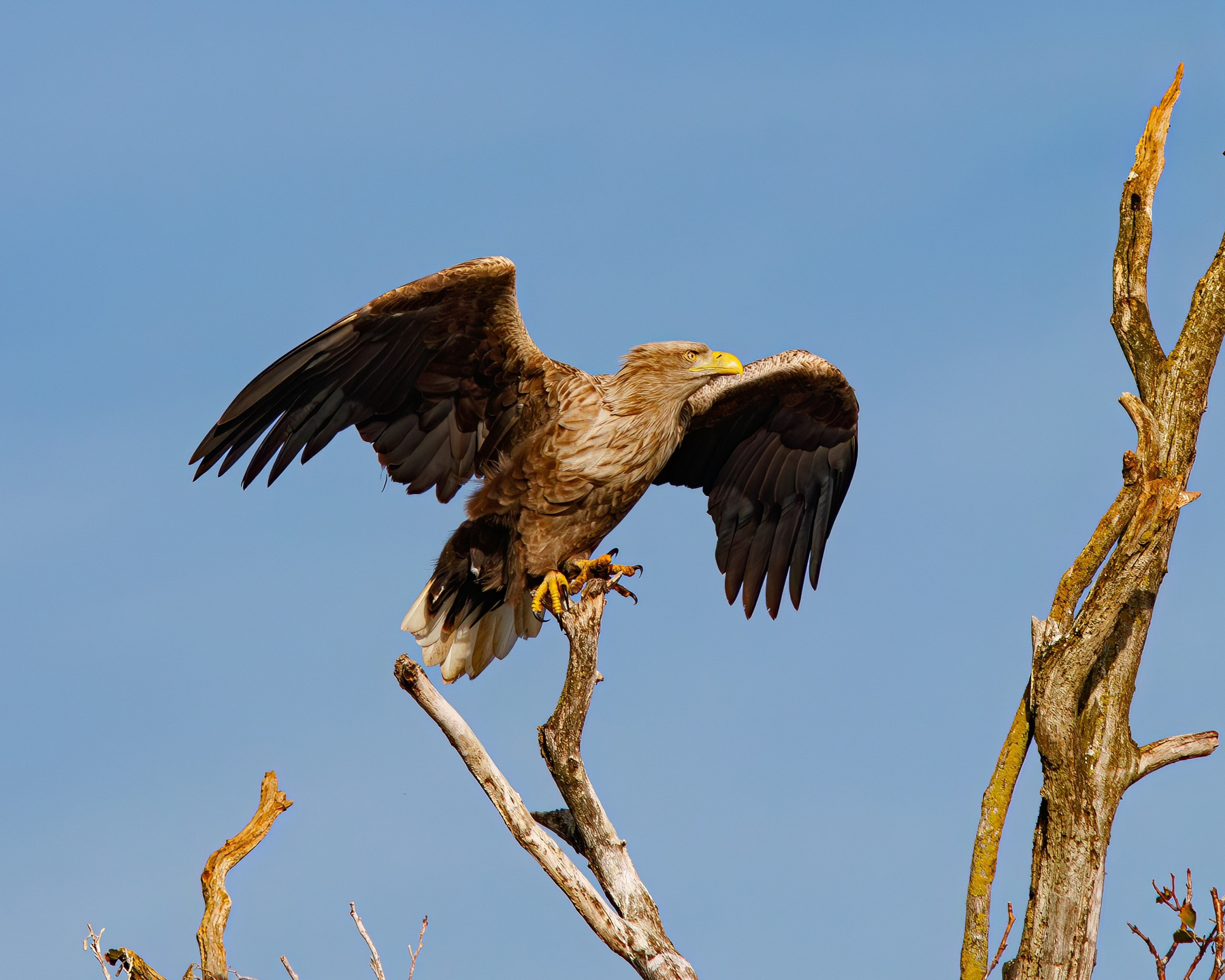 Белохвост Орлан-белохвост Haliaeetus albicilla White-tailed eagle
