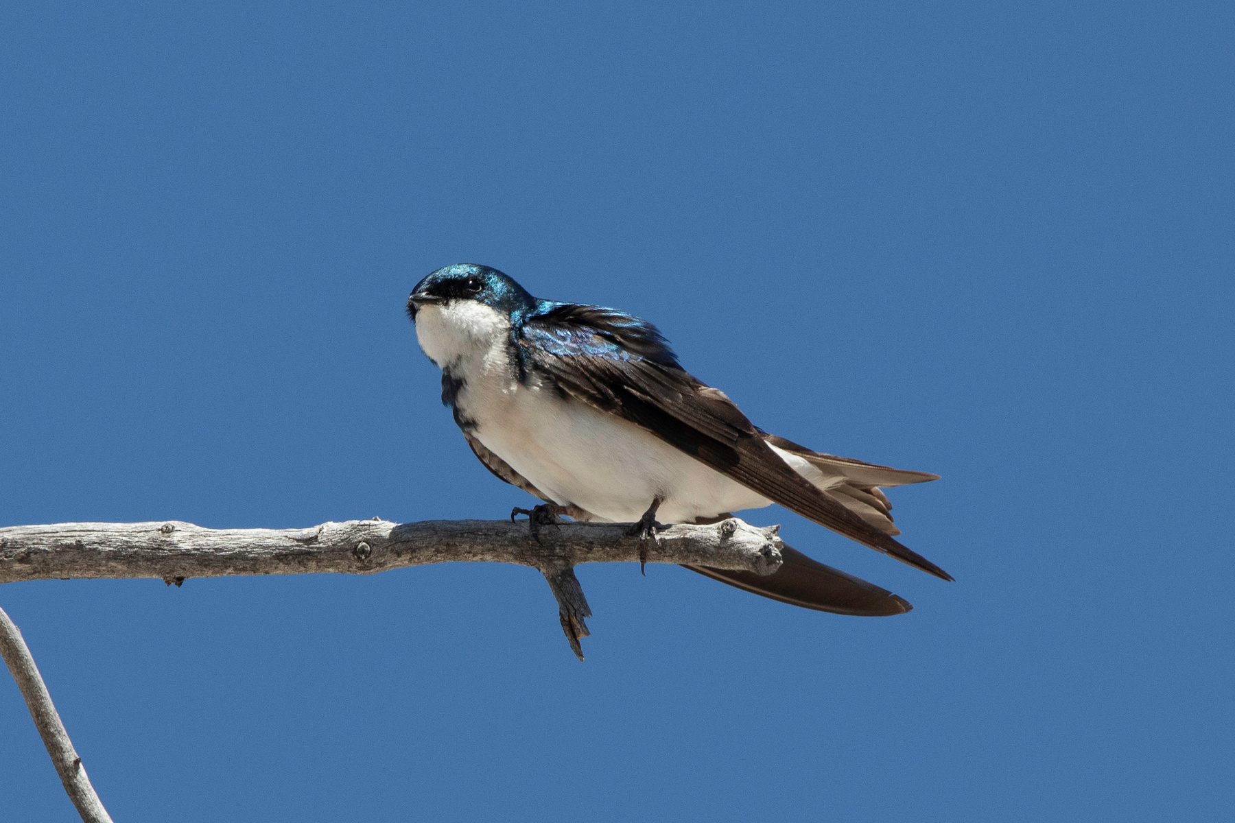 Древесная ласточка Древесная ласточка Tree Swallow Tachycineta bicolor