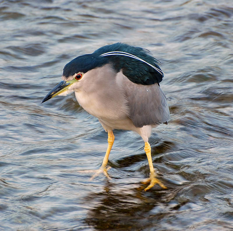 Цапля (Black-crowned night heron) цапля цапли Киото Япония