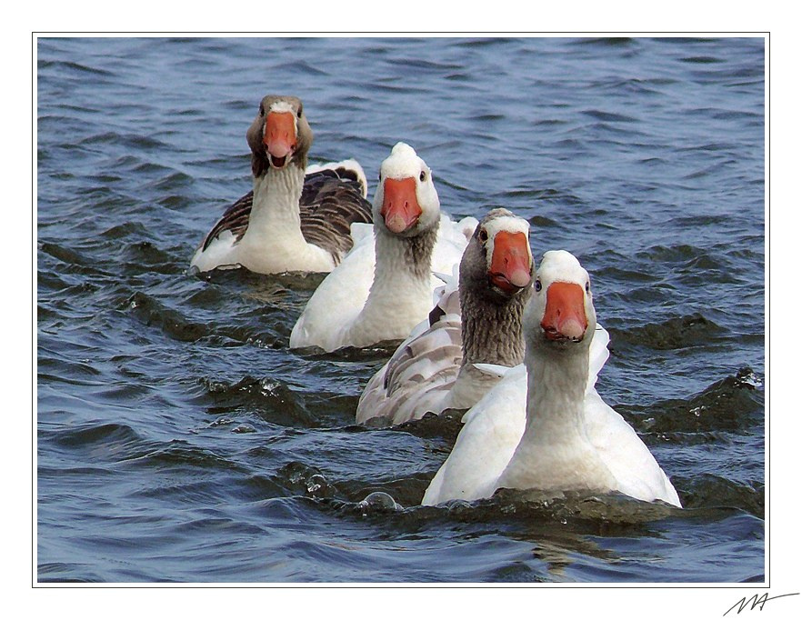 Гусиная флотилия гусь, корабль, флотилия, море, Waddenzee, Нидерланды