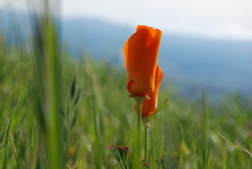 California poppy калифорнийский мак, весна