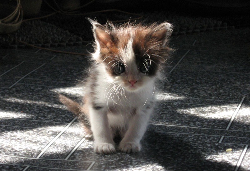 котенок 
