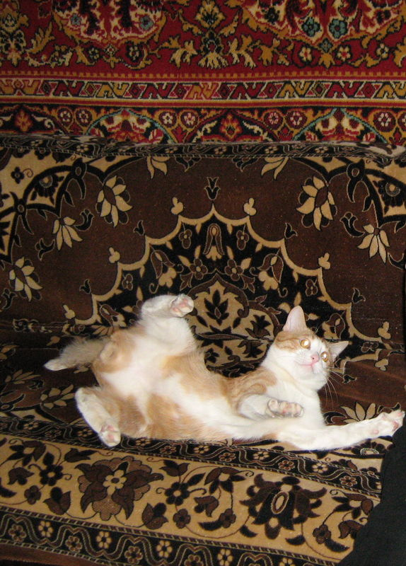 Я тигренок, а не киска рыжий кот