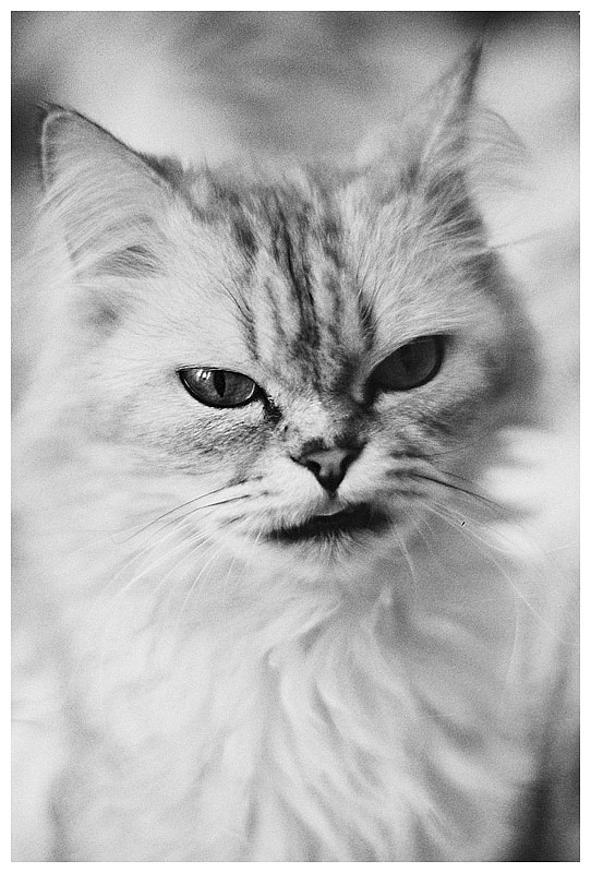 Снежная королева кошка королева снежная черно-белые