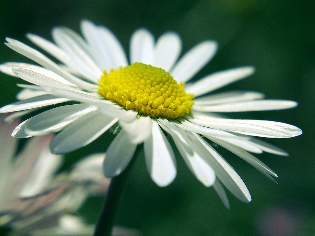 Лето Маргаритка многолетняя Bellis perennis природа цветы макро свет