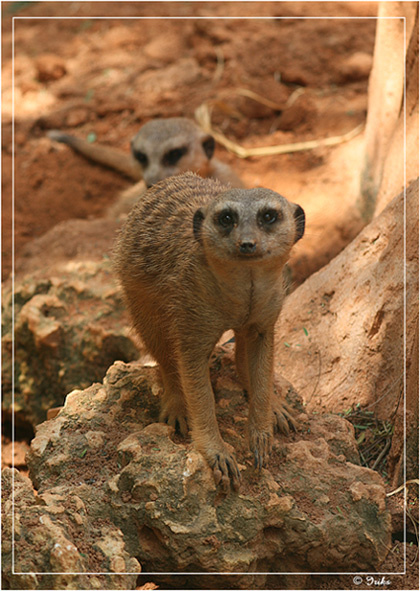 И чего пришла? ааа, поснимать? ну хорошо, поснимай... сурикат meerkat miami metro zoo