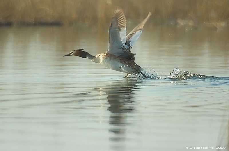 * птица чомга podiceps cristatus большая поганка природа Южный Урал