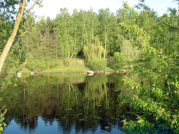 Майская зелень Май Река Дерево Зелень