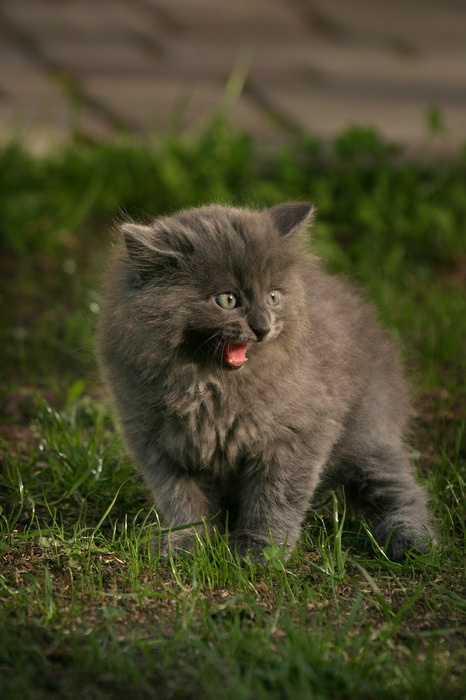 Я маленький, но страшшшный, и друзъя у меня.. ого-го  !!!!!!!! 