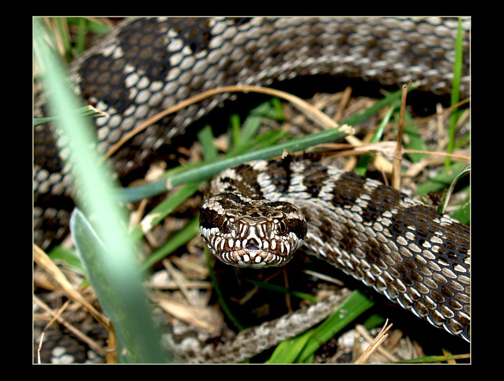 Гадюка степная (Vipera ursinii) перед броском гадюка змея