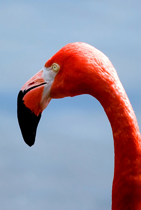 Le Rouge Greater Flamingo