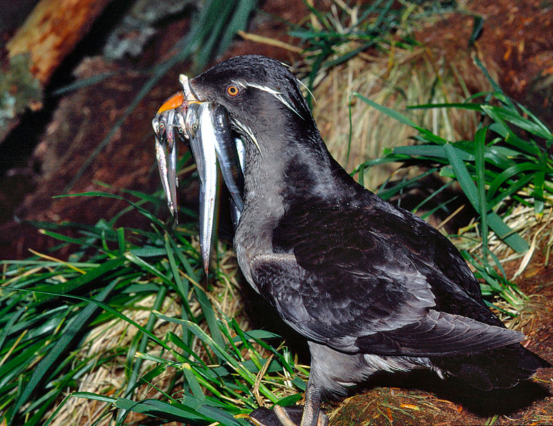 Забот полон рот Тупик-носорог, Cerorhinca monocerata, Rhinoceros Auklet, St. Lazaria Island, Southeast Alaska