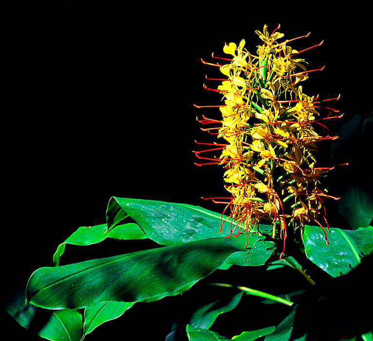 Почти ёршик Имбирь Кахили, Hedychium gardnerianum, Kahili Ginger, Los Angeles, California