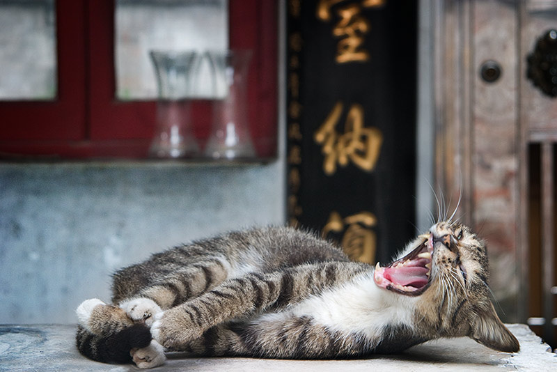 РРРРРРРРРРМЯУ!!! кот китай