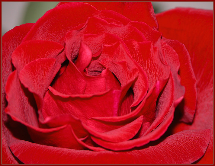Rose Rose