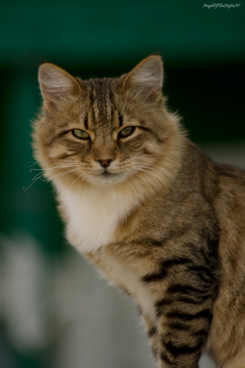 Кошка Портрет