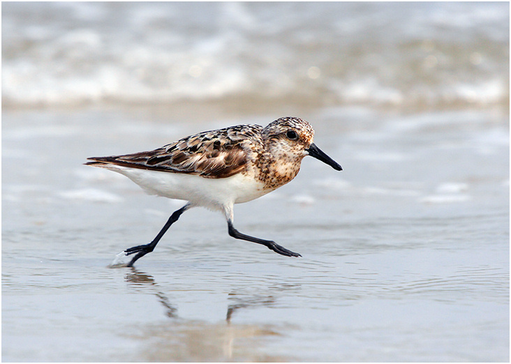 Бегун песчанка sanderling