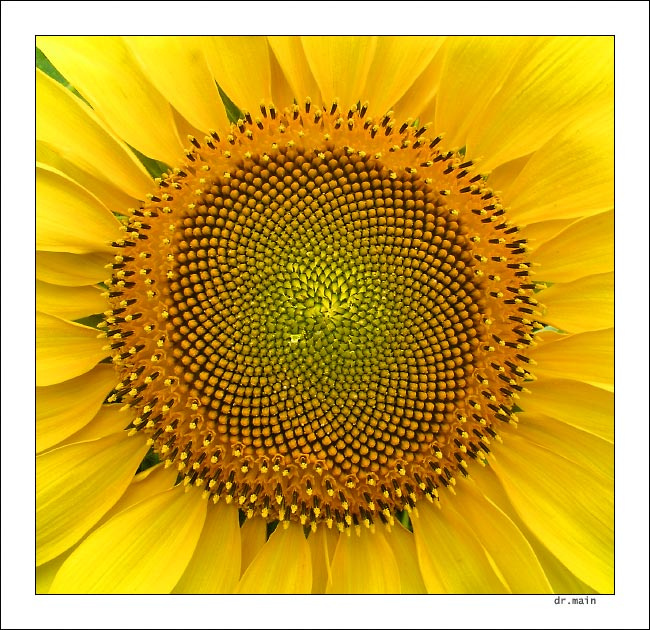 sun flower. солнечный цветок подсолнух