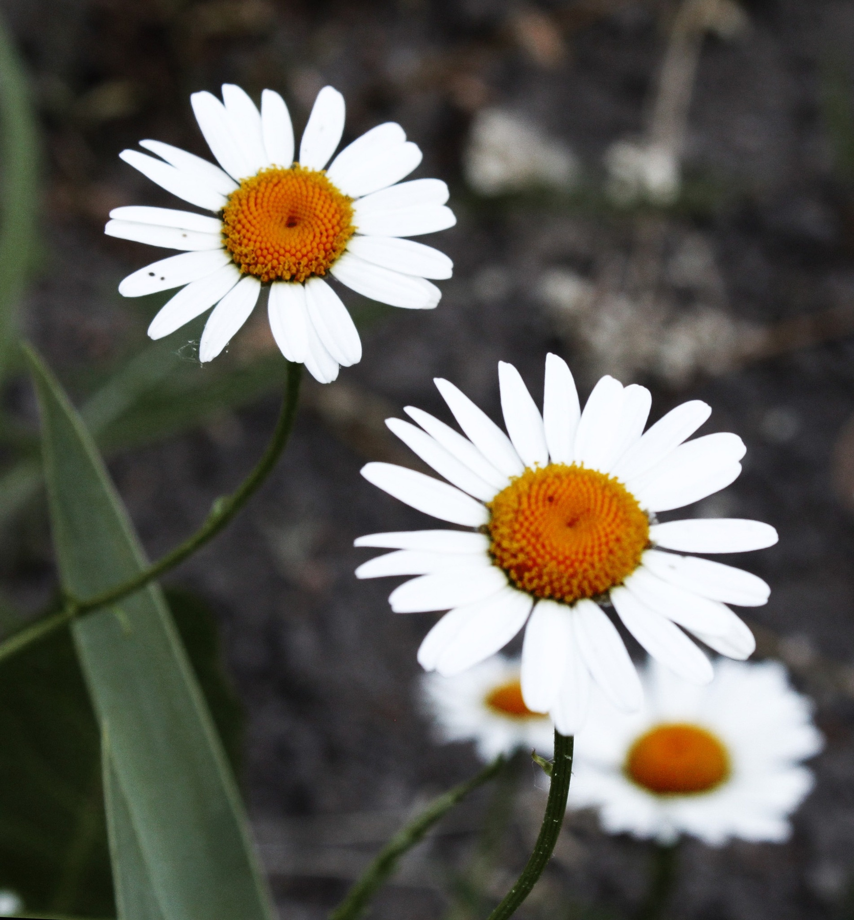 camomile 