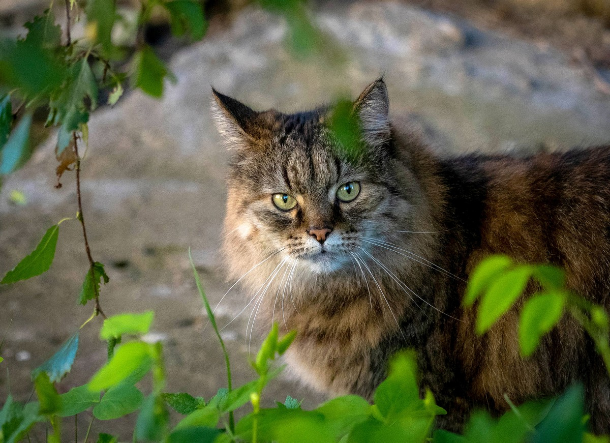 *** кот кошка