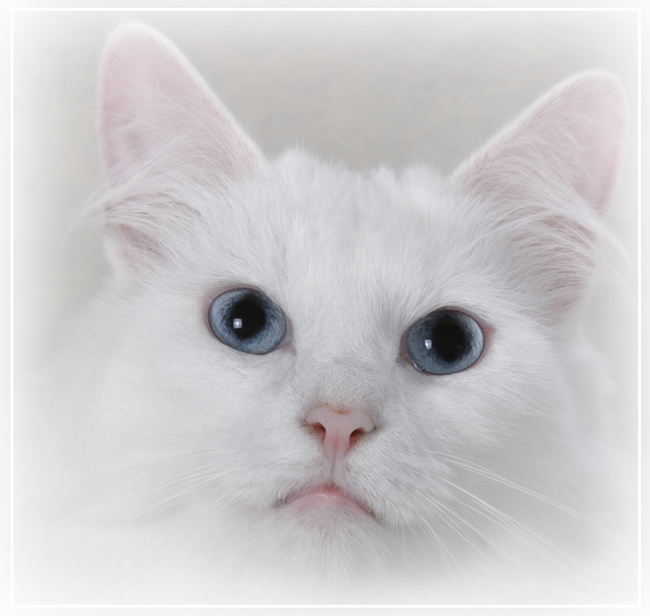 Моя любимая кошка 