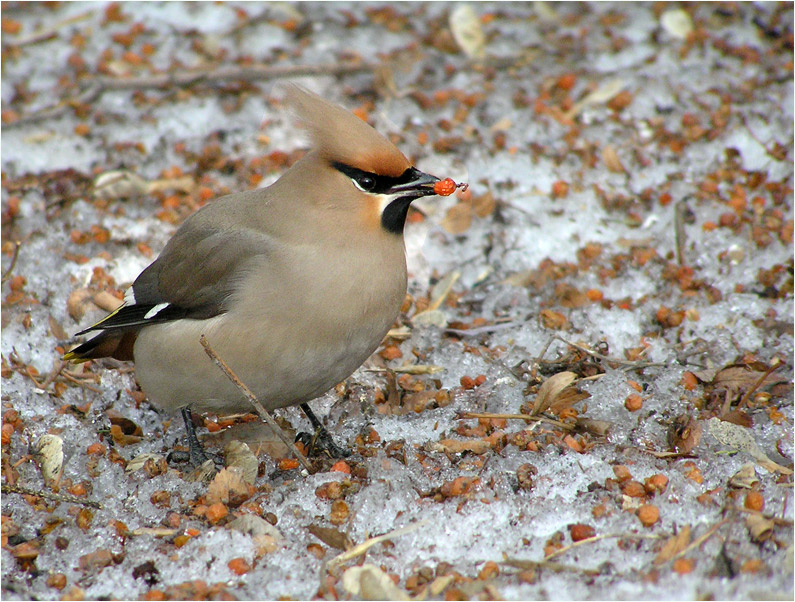 Весенняя свиристель свиристель waxwing
