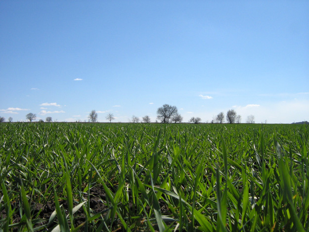 Lying In Grass field, grass, sky, freedom