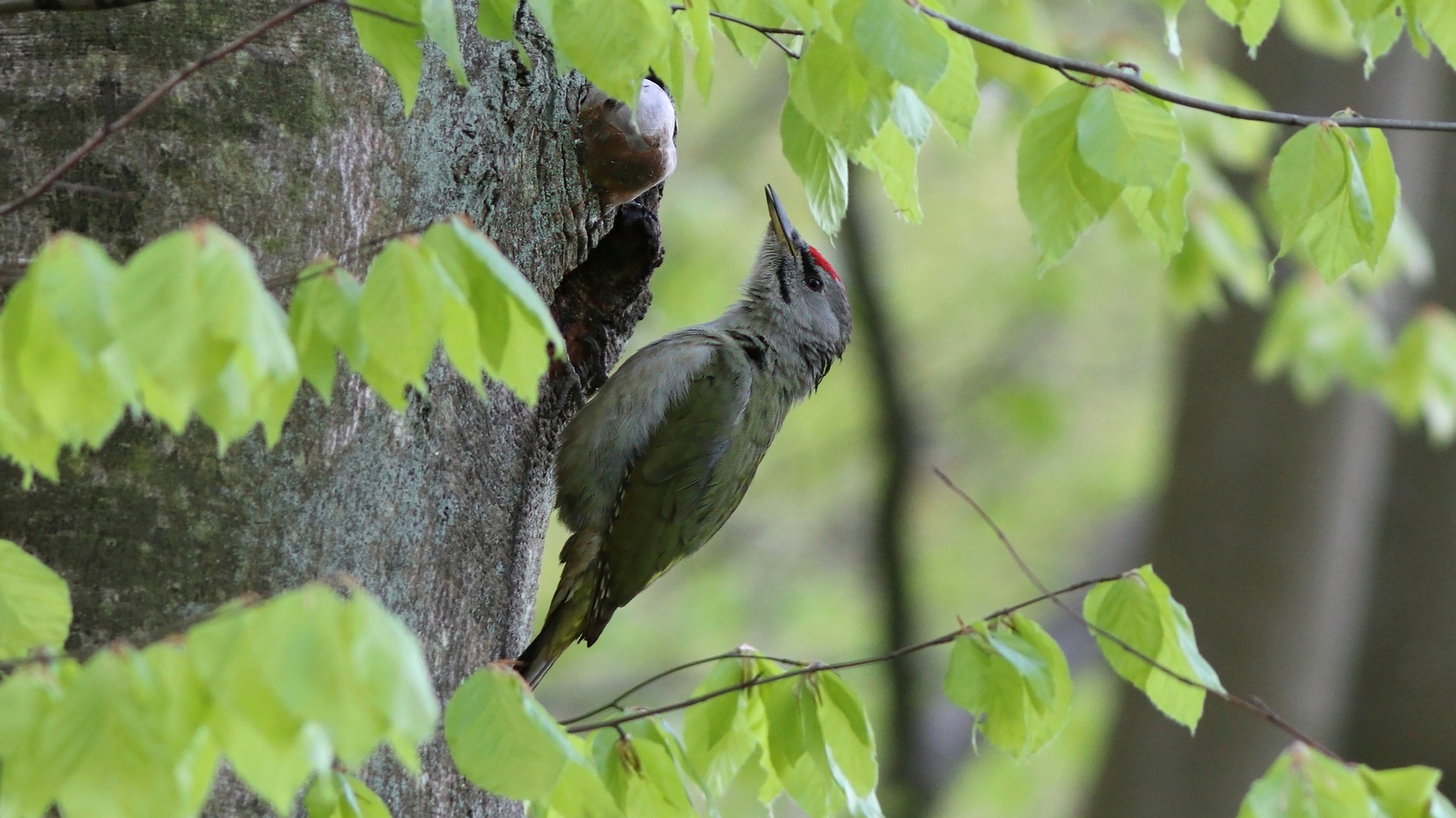 На пороге дома своего Седой дятел Picus canus Grey-headed woodpecker