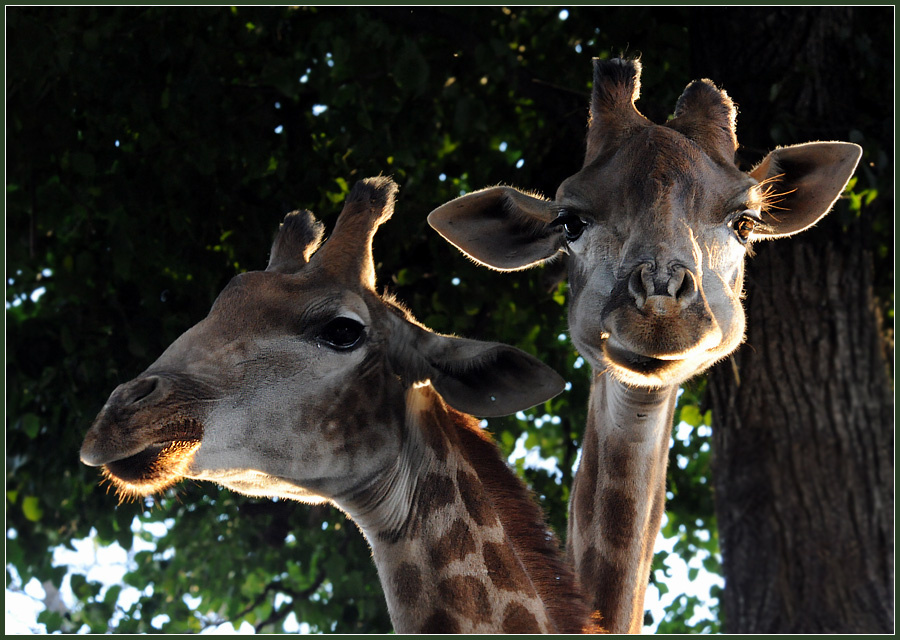 Ребята с нашего двора жираф Giraffa camelopardalis