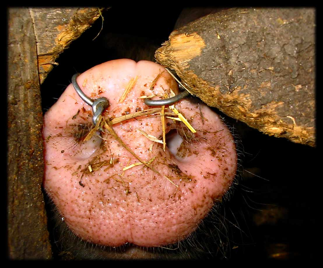 Piercing fashion 