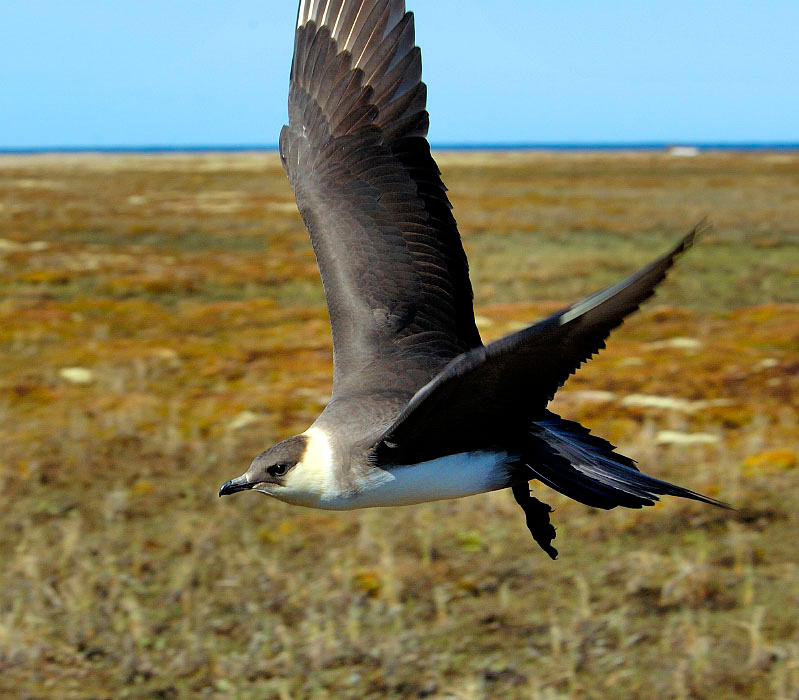 Параллельный курсом Короткохвостый поморник, Stercorarius parasiticus, Parasitic Jaeger, Tobseda, Barents Sea, Arctic