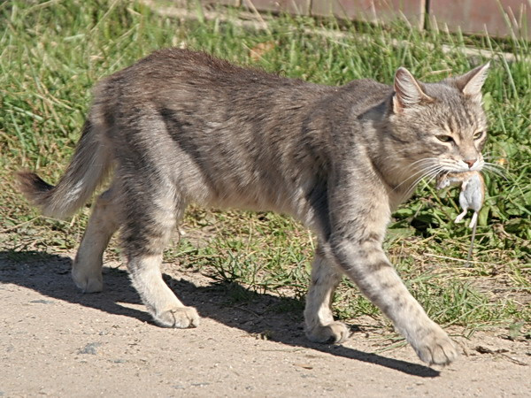 добытчик кошак