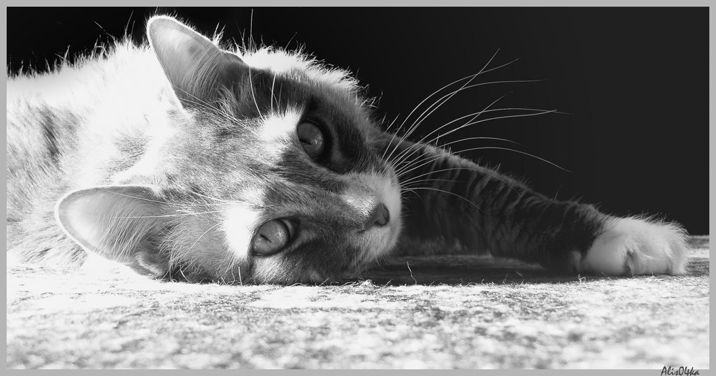 Котя кот, животное)